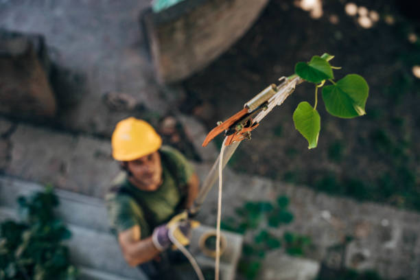 Best Fruit Tree Pruning  in Laguna Woods, CA