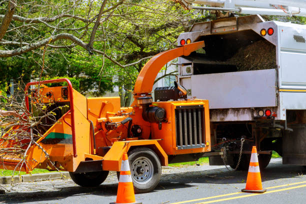 Trusted Laguna Woods, CA  Tree Services Experts