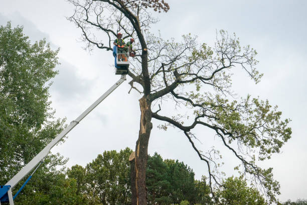 Seasonal Cleanup (Spring/Fall) in Laguna Woods, CA